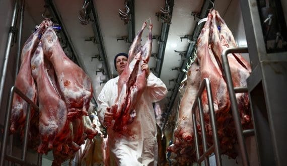 Thumbnail for Argentine sheep meat exports rise 2.5% in first seven months of 2025