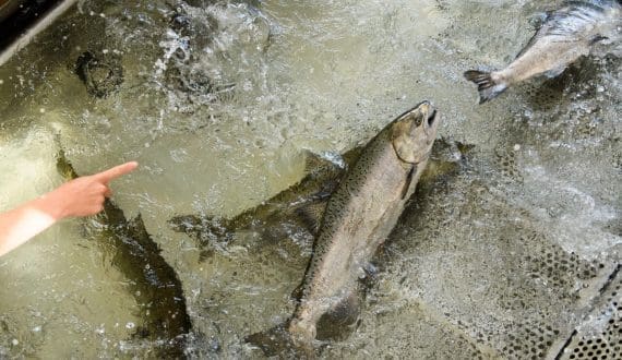 Thumbnail for Mowi reports strong Q3 on record salmon harvests
