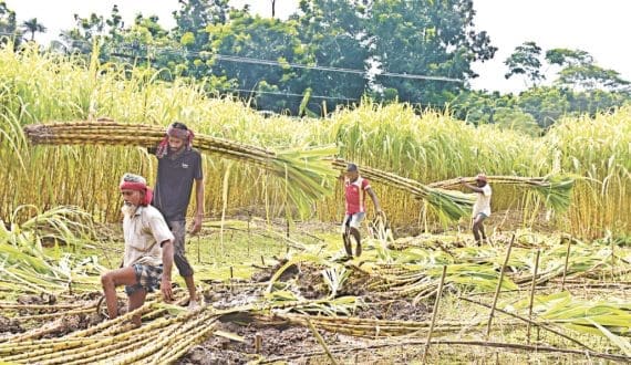 Thumbnail for Bangladesh’s state sugar mills face cash crunch as BSFIC struggles to pay cane farmers 