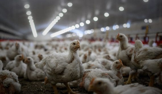 Thumbnail for Ghana projects poultry self sufficiency by 2029