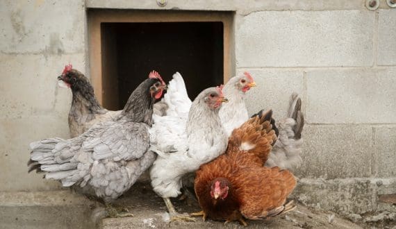 Thumbnail for South Africa’s supreme court reverses high court decision on poultry imports
