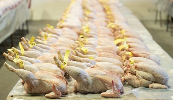 Thumbnail for South Africa’s supreme court reverses high court decision on poultry imports