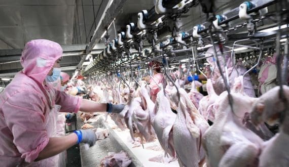 Thumbnail for French poultry group LDC acquires majority stake in UK’s Gressingham Foods