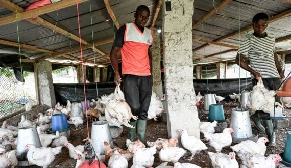 Thumbnail for French poultry group LDC acquires majority stake in UK’s Gressingham Foods