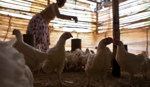 Thumbnail for South African Poultry Association urges removal of VAT on chicken