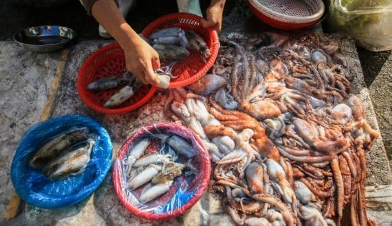 Thumbnail for Vietnam’s aquatic production rises – General Statistics Office