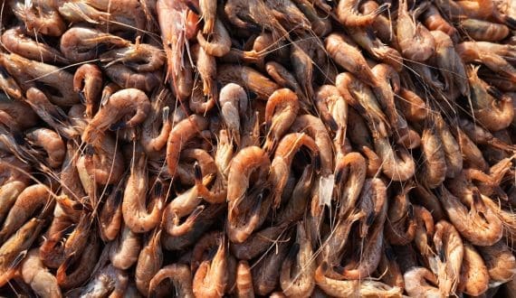 Thumbnail for Oman’s Shinas shrimp project advances as aquaculture push gains momentum