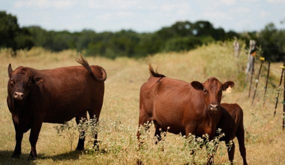 Thumbnail for South Africa explores vaccine partnerships as Foot-and-Mouth disease pressure mounts