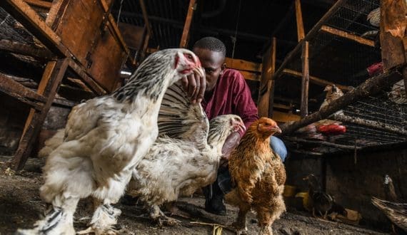 Thumbnail for Benin secures US$112M for poultry expansion program from AfDB