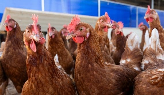 Thumbnail for French poultry heavyweight LDC Group reports 17% revenue growth in third quarter