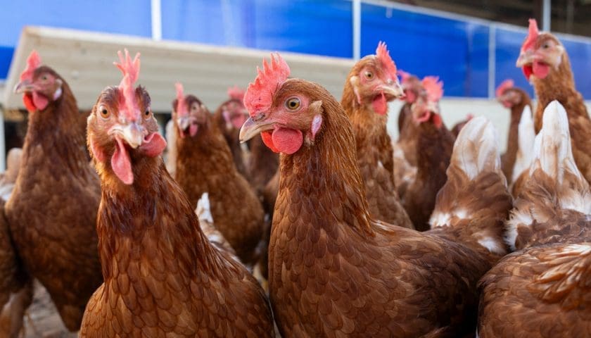 Thumbnail for Zambia’s poultry multiplication initiative expands adoption of improved chicken breeds in rural areas