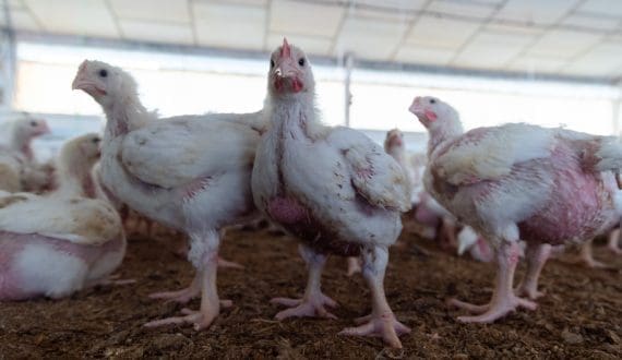 Thumbnail for Akola Group commits US$15.2M to poultry upgrades in Lithuania and Latvia