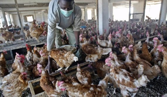 Thumbnail for NAGRC boosts Ugandan youth poultry farming at Kasolwe Stock Farm