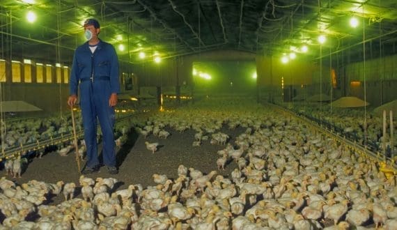 Thumbnail for Tyson Foods ends contracts for Arkansas poultry growers amid pollution lawsuit