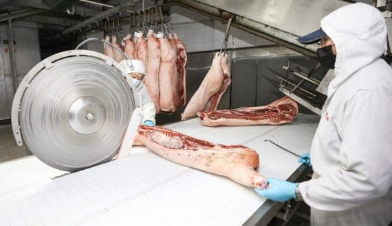 Thumbnail for Pork prices in Brazil near 2022 competitiveness as pork gains ground vs beef – CEPEA