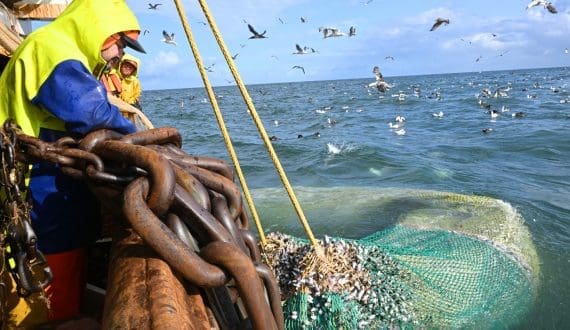 Thumbnail for EU seals North Sea fish deal worth about US$660M