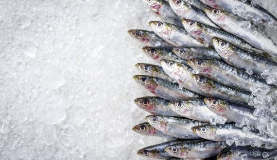 Thumbnail for Norway reports record seafood export revenue on higher salmon volumes and wild-catch prices
