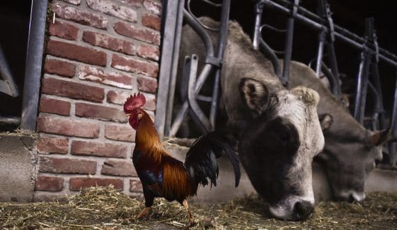 Thumbnail for Egypt issues 1,165 livestock, poultry licenses as poultry prices fall and red meat costs rise