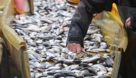 Thumbnail for Türkiye records highest-ever fish output as exports reach US$2 billion