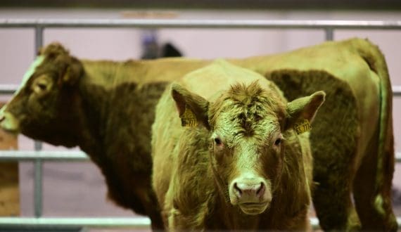 Thumbnail for US gains market access for cattle, chicks, eggs in Ethiopia