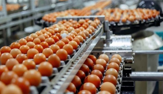 Thumbnail for Cal-Maine Foods posts 53% drop in quarterly earnings amid falling egg prices