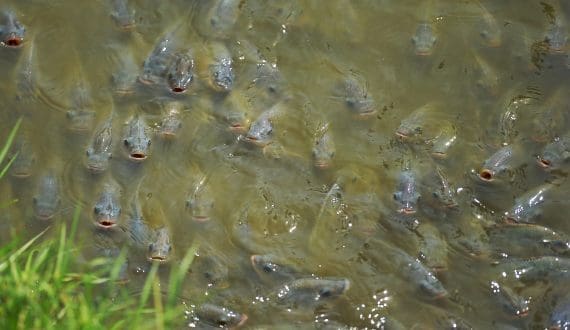 Thumbnail for Paraguay approves law to open Itaipu Reservoir for Tilapia farming