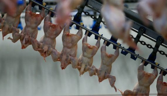 Thumbnail for Venky’s India Q3 profit doubles on lower feed costs, poultry recovery