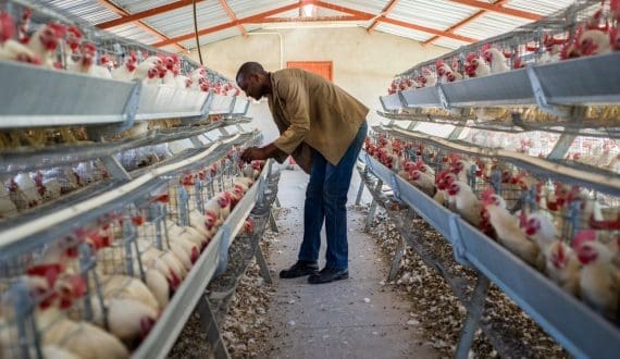 Thumbnail for Gabon launches poultry loan programme to cut chicken imports by 2027