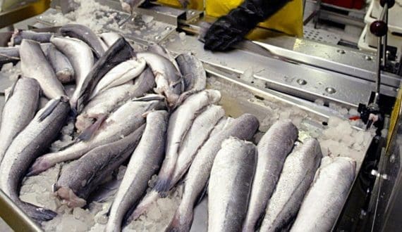 Thumbnail for Namibian hake fishery earns second MSC certification