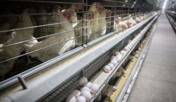 Thumbnail for UK government to phase out cage systems for egg-laying hens
