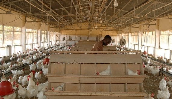 Thumbnail for Nigeria targets poultry sector with new processing plants, large-scale investments