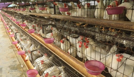 Thumbnail for Naqi Water expands poultry housing project as Saudi poultry investments accelerate