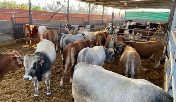 Thumbnail for Algeria authorizes cattle imports from Ukraine