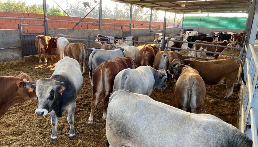 Thumbnail for Algeria authorizes cattle imports from Ukraine