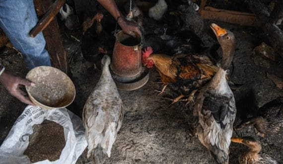 Thumbnail for Sonoco seeks fresh IFC financing for integrated poultry project in Guinea
