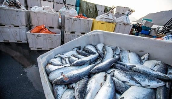Thumbnail for UK’s Hilton Food flags higher U.S. smoked salmon write-offs