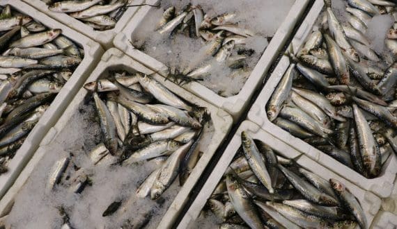 Thumbnail for Saudi Arabia reports record fisheries output, expands global trade links