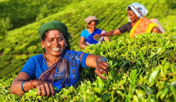 Thumbnail for India records highest-ever tea exports in 2025 as demand surges 