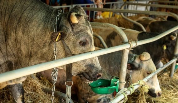 Thumbnail for Morocco’s livestock, food imports set to reach US$10B by 2025 – Moroccan Exchange Office