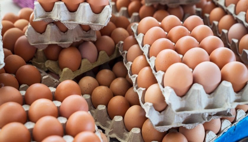 Thumbnail for South Korea turns to U.S. egg imports as avian influenza disrupts supply
