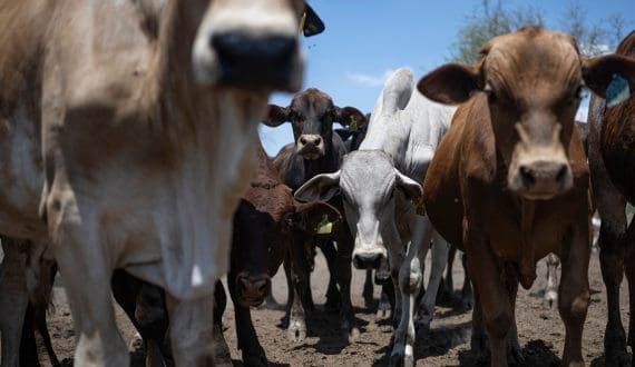 Thumbnail for U.S. cattle herd falls to smallest size since 1951 – USDA