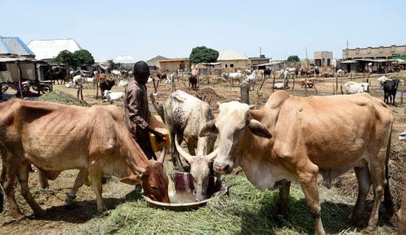 Thumbnail for Nigeria’s Gombe state signs livestock innovation agreement with New Zealand firm