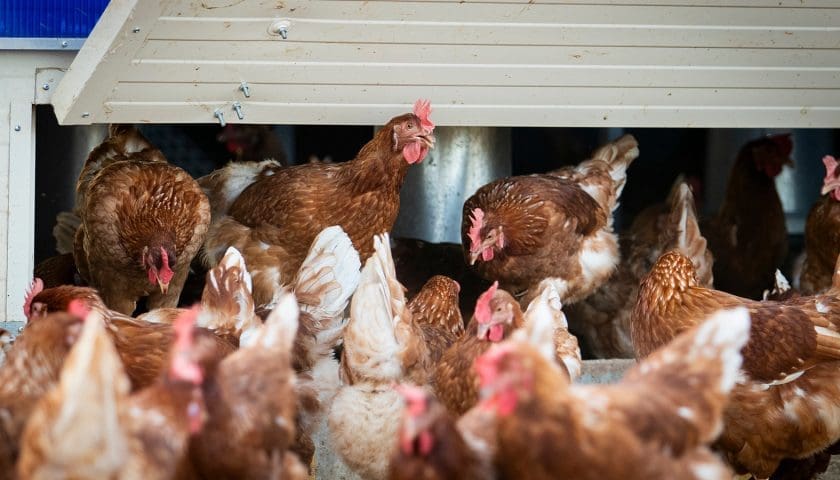 Thumbnail for Scandi Standard reports fourth-quarter revenue rise on chicken demand