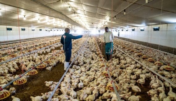 Thumbnail for Ghana prepares national poultry master plan as marine aquaculture project takes Shape