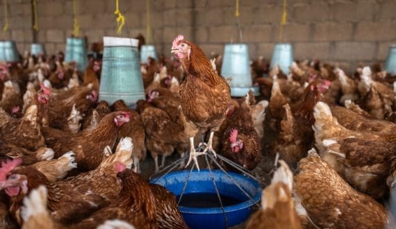 Thumbnail for Namibia poultry output rises as industry flags disease, input cost risks