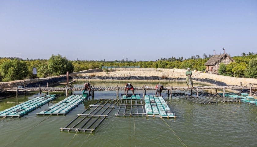 Thumbnail for Burkina Faso expands floating cage fish farming to reduce reliance on imports