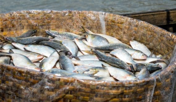 Thumbnail for Uganda gains EU approval for farmed fish exports