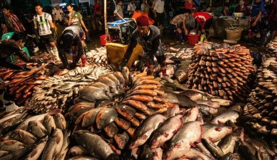 Thumbnail for Myanmar seafood exports reach US$725M in 2024-25