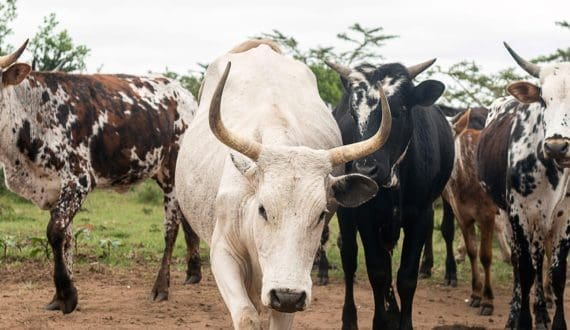Thumbnail for Guinea signs deal with Brazil to upgrade cattle breeding