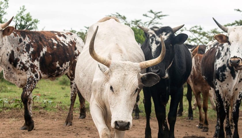 Thumbnail for Guinea signs deal with Brazil to upgrade cattle breeding